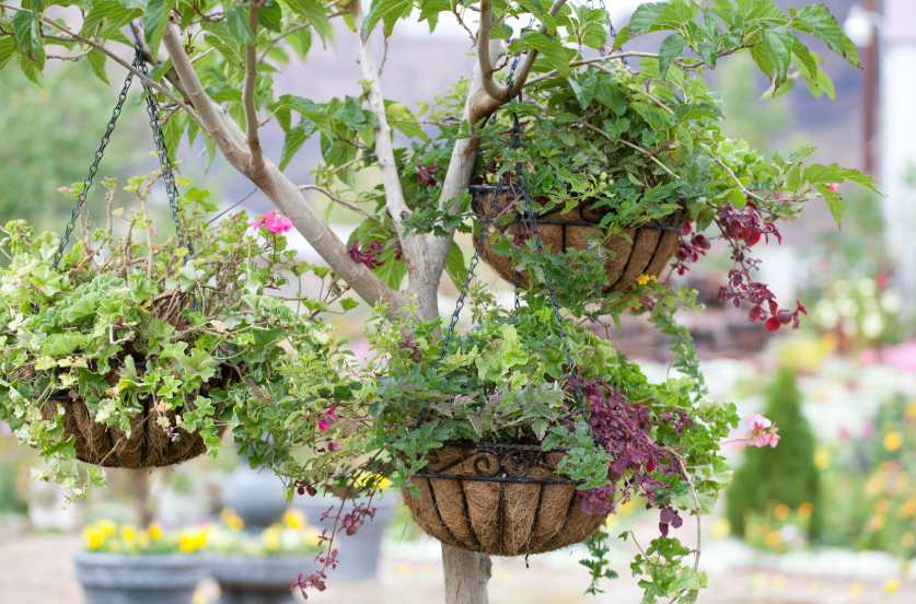 Hanging Baskets Gardenfrontier Hanging Baskets