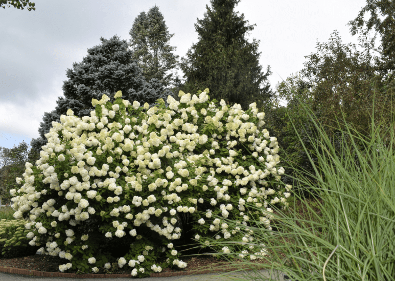 Hydrangea Tree Gardenfrontier Hydrangea Tree