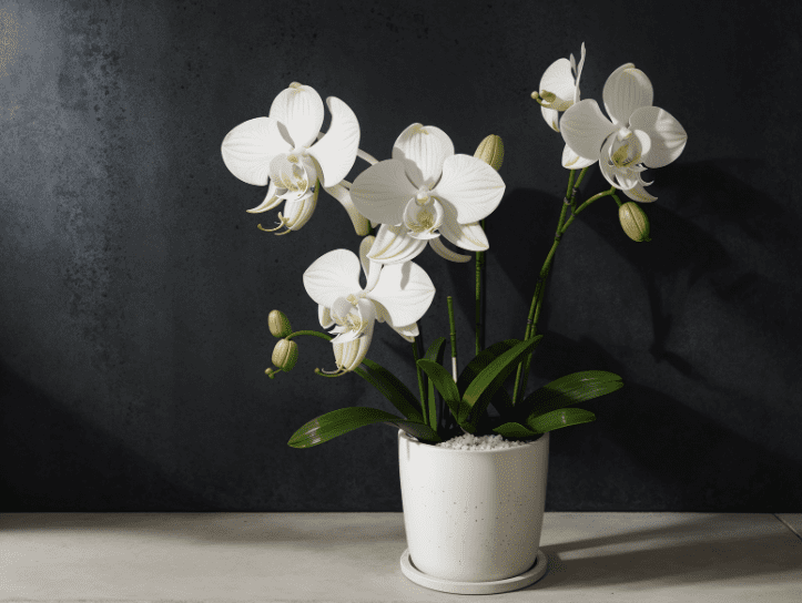Orchid Potting Mix Gardenfrontier Orchid Potting Mix