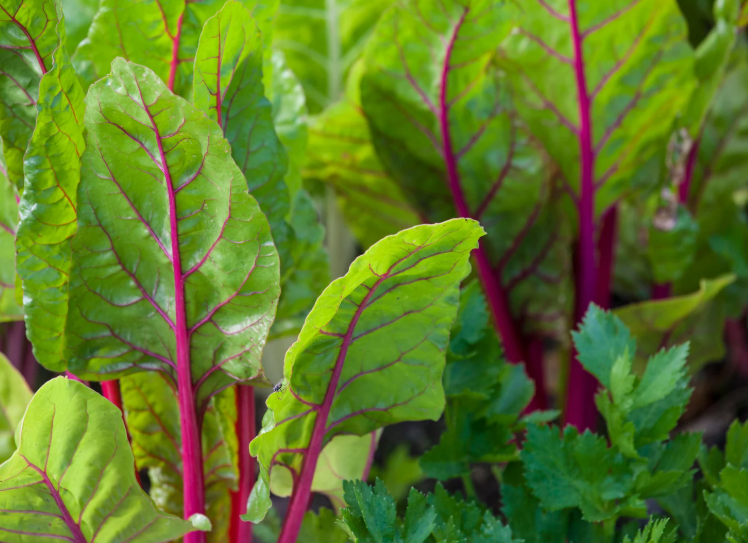 Swiss Chard Gardenfrontier Swiss Chard