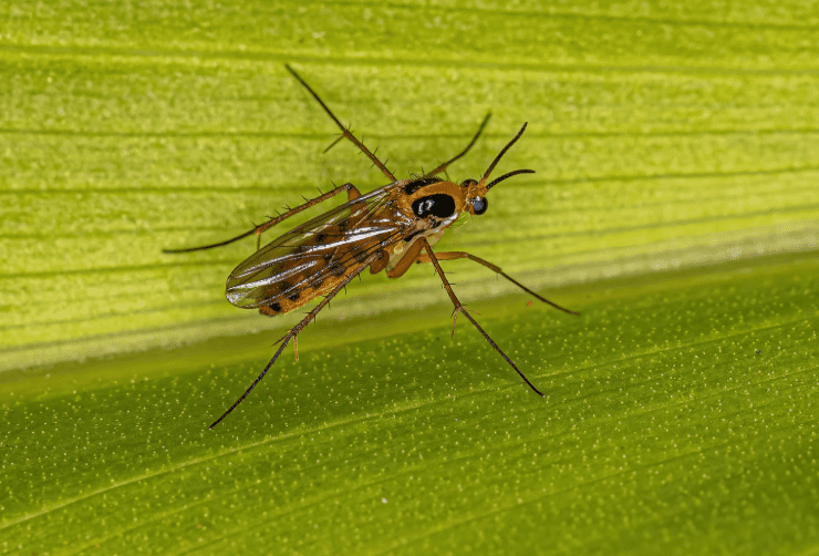 How To Get Rid Of Gnats Gardenfrontier How To Get Rid Of Gnats