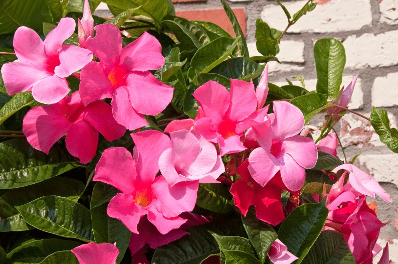 Mandevilla Plant Winter Care Gardenfrontier A healthy blooming Mandevilla vine in a pot being prepared for winter