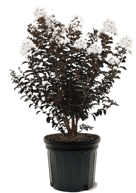 Black Diamond Crape Myrtle Tree Crystalline White 7 gal Gardenfrontier Black Diamond Crape Myrtle Tree Crystalline White 7 gal