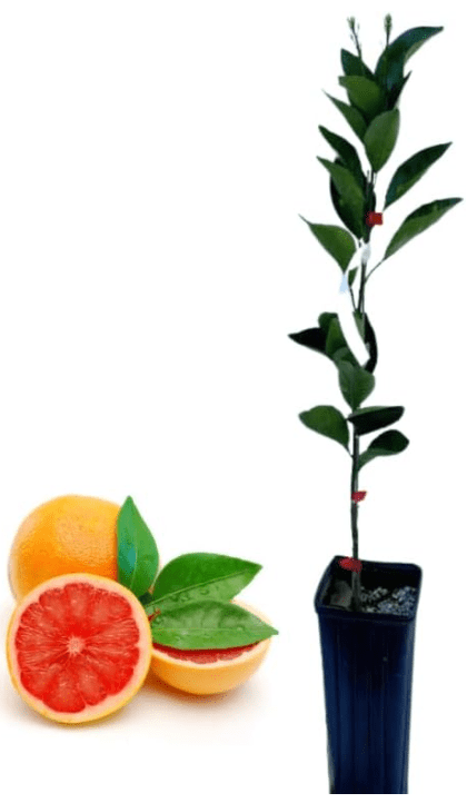 Live Ruby Red Grapefruit Tree Plant 1 to 3 Ft Tall in Pot Sweet Pomelo Tree for Planting Gardenfrontier Live Ruby Red Grapefruit Tree Plant 1 to 3 Ft Tall in Pot Sweet Pomelo Tree for Planting