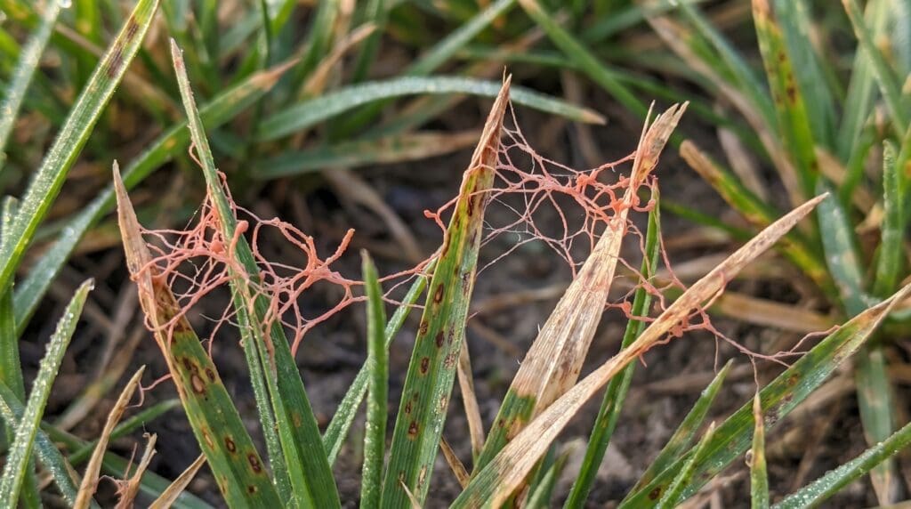 redthreadingrass Gardenfrontier Close up of red thread fungus on grass blades in a lawn