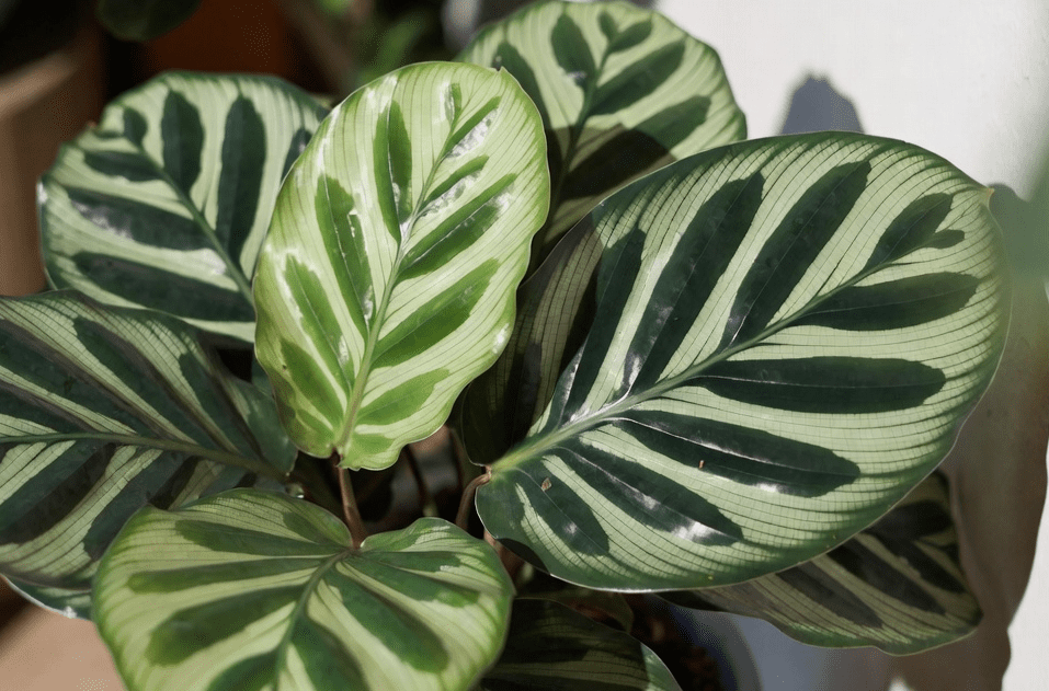 Calathea Beauty Star Gardenfrontier Calathea Beauty Star