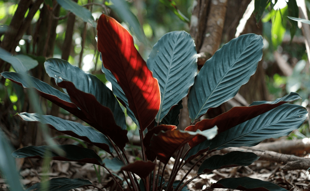 Calathea Crocata Gardenfrontier Calathea Crocata
