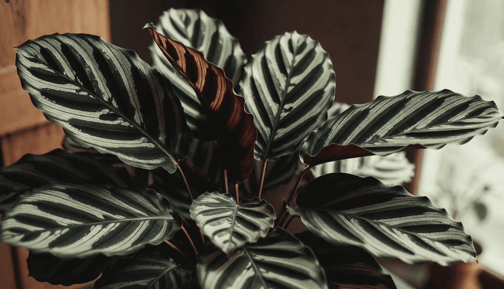 Calathea Rufibarba Gardenfrontier Calathea Rufibarba