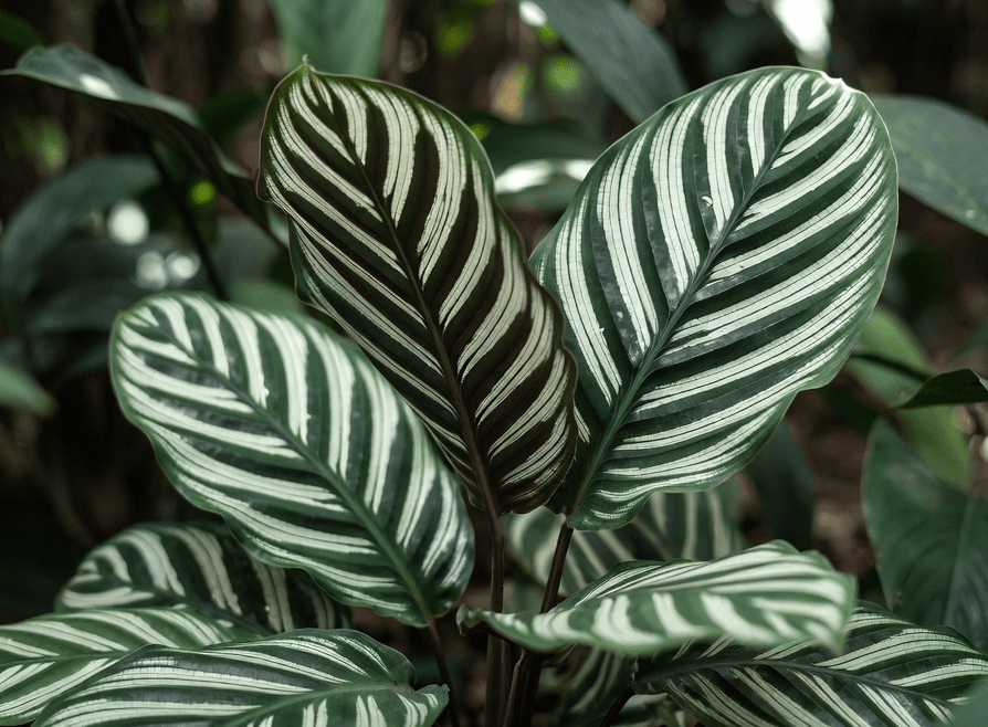 Calathea White Fusion Gardenfrontier Calathea White Fusion